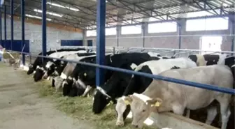 Enez'de Ahırlar İlçe Dışına Çıkarılacak