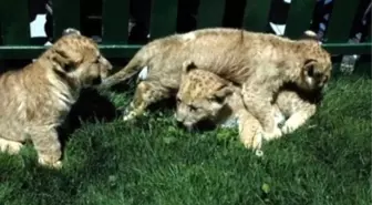 Darıca Hayvanat Bahçesindeki 3 Aslan Yavrusuna İsim Aranıyor