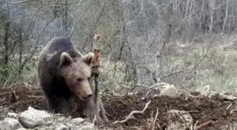 Ayıların Yeni Mezarları Açabileceği Endişesi