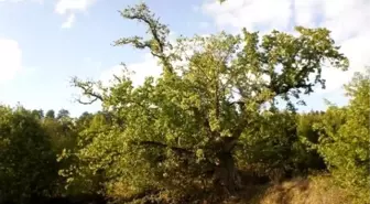 Dünyanın En Yaşlı Fındık Ağacı Kastamonu'da