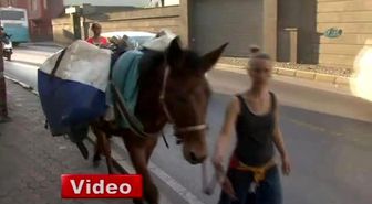 Eşek ve Katırla Dünyayı Dolaştılar, Boğaz Köprüsü'nden Geçemediler