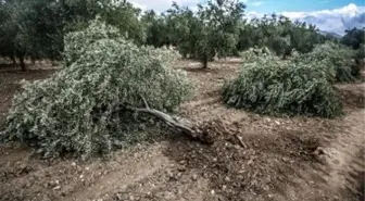 AK Partili Vekil: 6 Bin Zeytin Ağacı Kesildi Ama 5 Milyon Ağaç Diktik