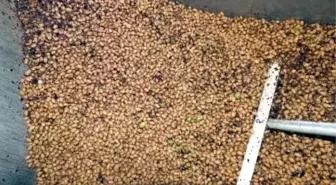 İnşaat Mühendisi Çekirdeksiz Zeytinyağı Üretti