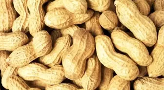 Alternatif Ürün Olarak Yetiştirilen Yer Fıstığı, Üreticinin Yüzünü Güldürdü