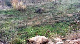 Antalya'da Ağıla Giren Kurtlar 13 Koyunu Telef Etti