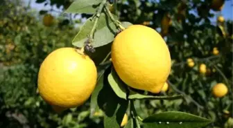 Limonun Fiyatı 75 Kuruşa Düştü