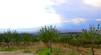 Ege'nin En Büyük Badem Bahçesi Bu Yaz İlk Meyvelerini Verecek
