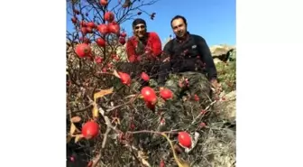 Doğadan Gelen Şifa Kuşburnuna Dağcı İlgisi