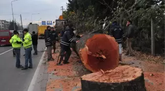 CHP'li Belediyeden Ağaç Katliamını Unutturmak İçin Yeni Taktik