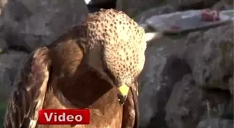 Şahin ile Bakıcısının Kıskandıran Dostluğu