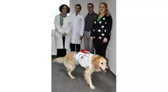 Sahiplerin Köpekler Üzerindeki Etkileri Araştırılıyor