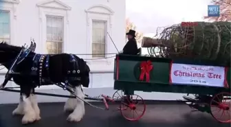 Beyaz Saray?ın Noel Ağacı Geldi