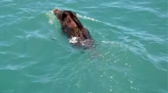 Boğaz'da Yüzen Domuz Bu Kez Karaya Çıkmayı Başaramadı