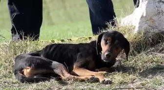 Av Köpeği, Sahibinin Cesedinin Başından Hiç Ayrılmadı