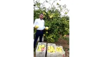 Silifke'de Ağaç Kavunu Hasadı Başladı