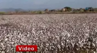 Tarlada Kalan Pamuğu Suriyeliler Topluyor