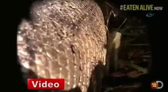 Kendini Yılana Yem Eden Adamın Programı Fiyaskoyla Sonuçlandı