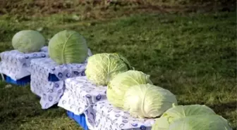 80 Milli Yeni Lahana Çeşidi Sergilendi