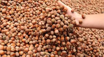 Fındık, 3 Ayda 900 Milyon Dolar Kazandırdı