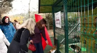 Kedi Evi Projesi Küçükçekmece'de Hızla Yayılıyor