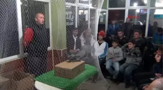 Samsun Güvercinler, Görücüye Çıktı