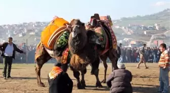 Çan'da Deve Güreşi