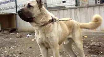 Polis, Çalınan Köpeği Sahibine Teslim Etti