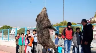 Mersin'de Yaban Domuzu Şehre İndi