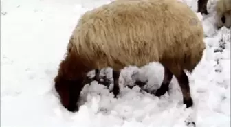 Zor Şartlarda Bile Çobanlığa Devam Ediyorlar