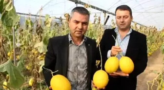 Serada Kış Kavunları