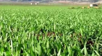 Yağışlar Araban Ovası'ndaki Ekili Alanları Yeşertti