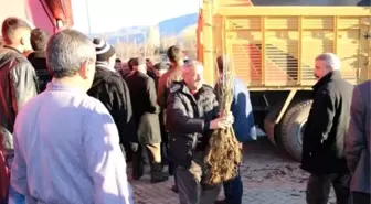 Sivrice'de Ücretsiz Ceviz Fidanı Dağıtımı