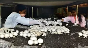 Tunceli Valisi Kaymak, Mantar Üretim Tesisini Ziyaret Etti