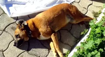 Bodrum'da Bir Köpek Daha Zehirlenerek Öldürüldü