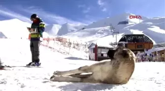 Erzurum Palandöken'de Yeni Yıl Hazırlığı