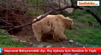 Hayvanat Bahçesindeki Ayı, Kış Uykusu İçin Kendine İn Yaptı