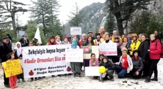 800 Yıllık Sedirleri Kesen Mermer Ocağı Protesto Edildi