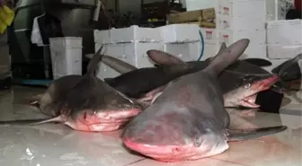 Balıkçılar, 7 Tane Dev Köpek Balığı Yakaladı