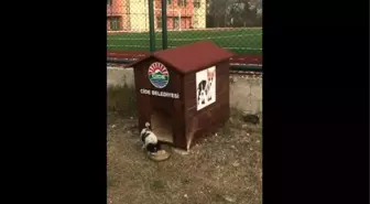 Belediyeden Sokak Köpeklerine Kulübe