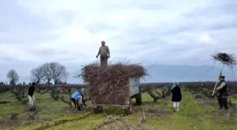 Kesilen Bağ Çubukları Yakacak Oluyor