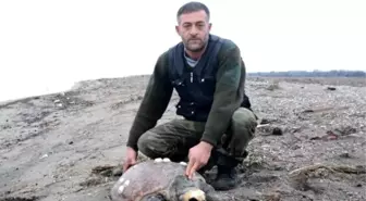 Karacabey Sahilinde Caretta Caretta Ölüsü Bulundu