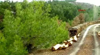 Uşak Köylülerden Seyreltme Adı Altında Ağaç Katliamı İddiası