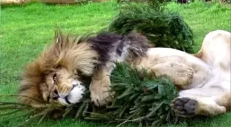 Used Christmas Trees Are Like Catnip For Zoo Lions