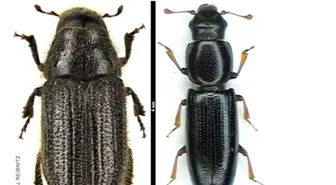 Böceğe Karşı Böcekli Mücadele