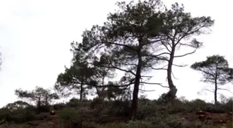 Köyde Ağaç Katliam Değil Gençleştirme Yapılıyormuş