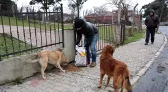 Sarıyer'de Aç Kalan Sokak Hayvanlarına Mama Yardımı