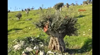 İzmir O Ağaçlar Kesilmedi, Taşındı