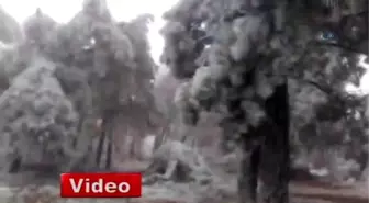 Milyonlarca Ağacı Ateş Değil Buz Yaktı