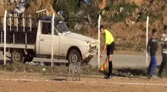 Sahaya Giren Köpek Maçı Durdurdu