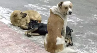 Sokak Köpekleri Üzerinde Deneysel Çalışmalar Yapıldığı İddiası